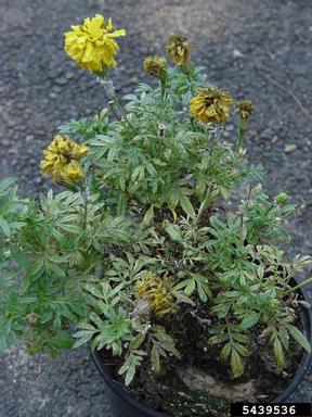 金盏花植物大量与柑橘水蜡虫出没